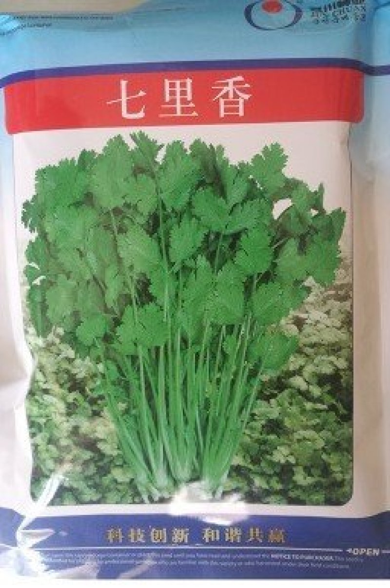 七里香老香菜种子
