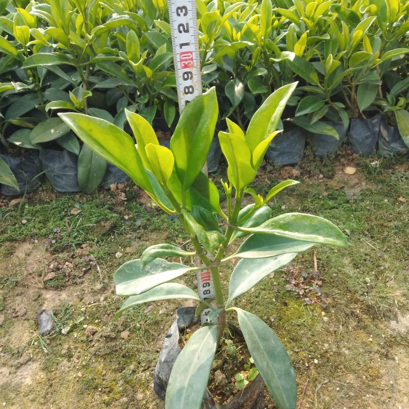 菲州茉莉花，各种绿化苗木有需要的联系量大优惠欢迎咨询