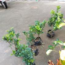 米兰花，各种绿化苗木有需要的量大欢迎新老客户