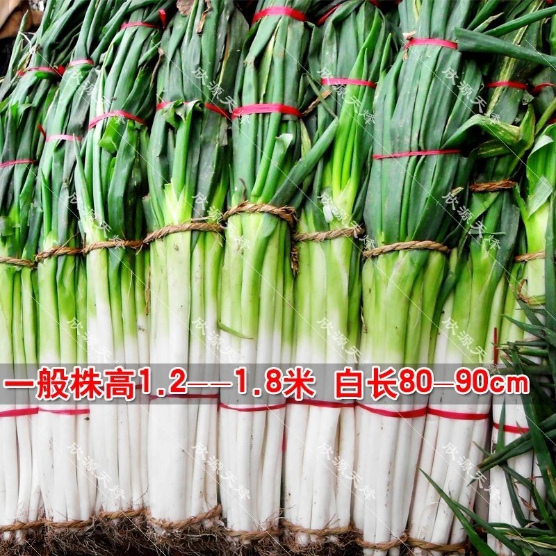大葱种子山东章丘铁杆大梧桐四季葱种子高产葱种蔬菜种籽