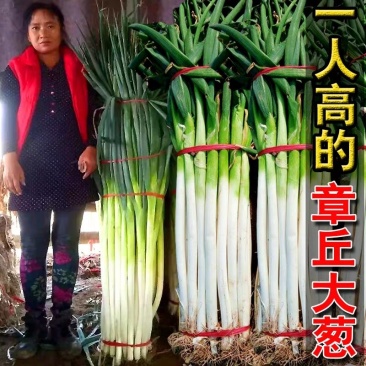 大葱种子山东章丘铁杆大梧桐四季葱种子高产葱种蔬菜种籽