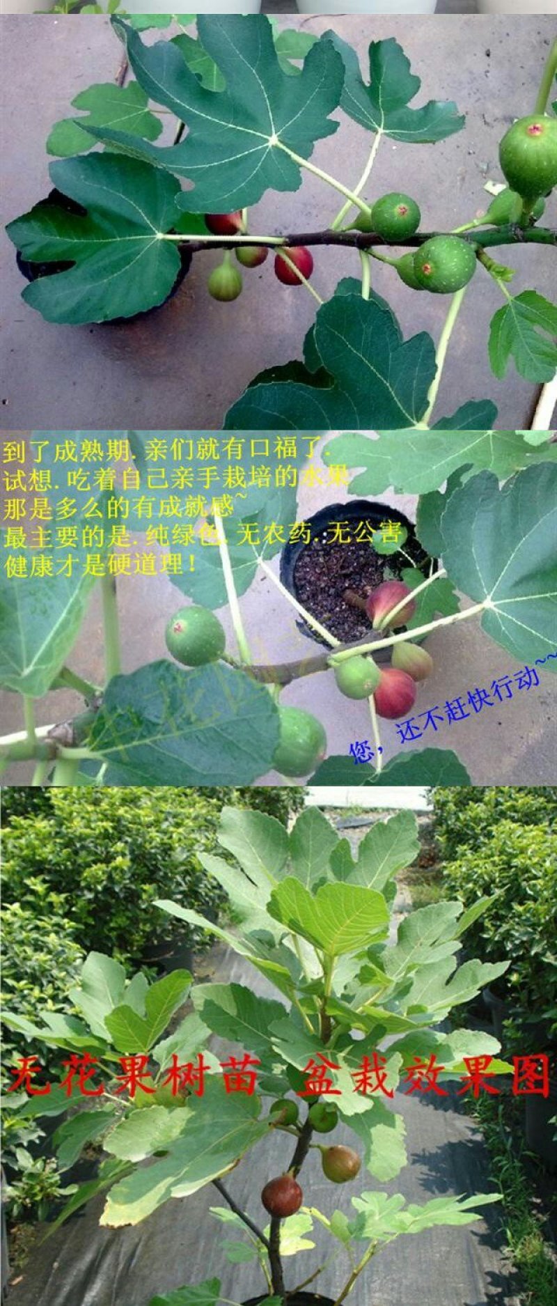 买二送一无花果苗室内庭院四季盆栽阳台当年结果新品种无花果