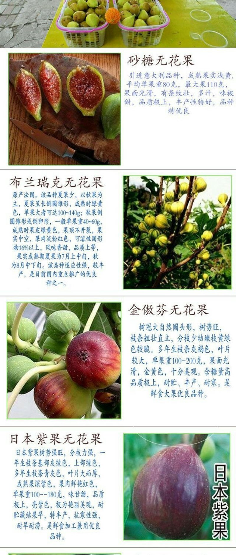 买二送一无花果苗室内庭院四季盆栽阳台当年结果新品种无花果