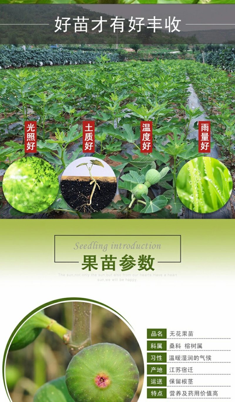 买二送一无花果苗室内庭院四季盆栽阳台当年结果新品种无花果