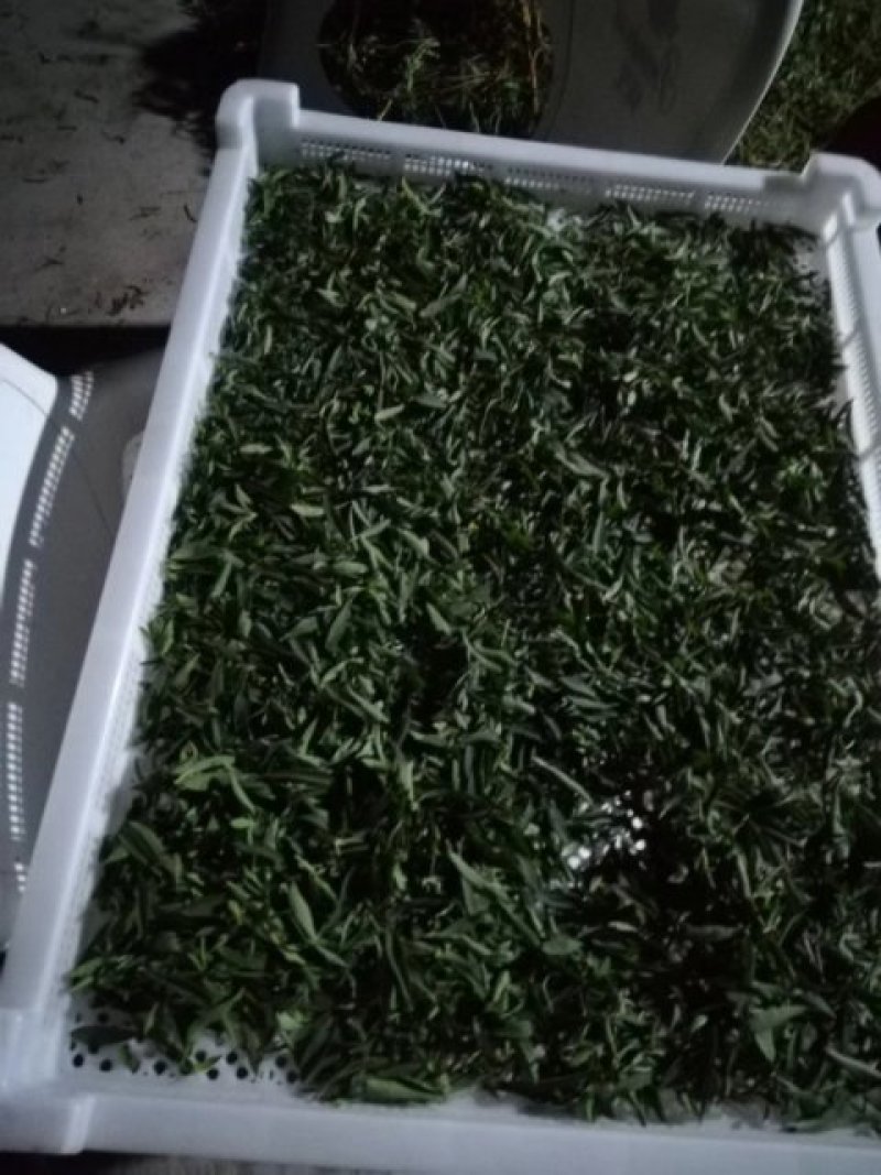 甜叶菊