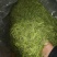 甜叶菊