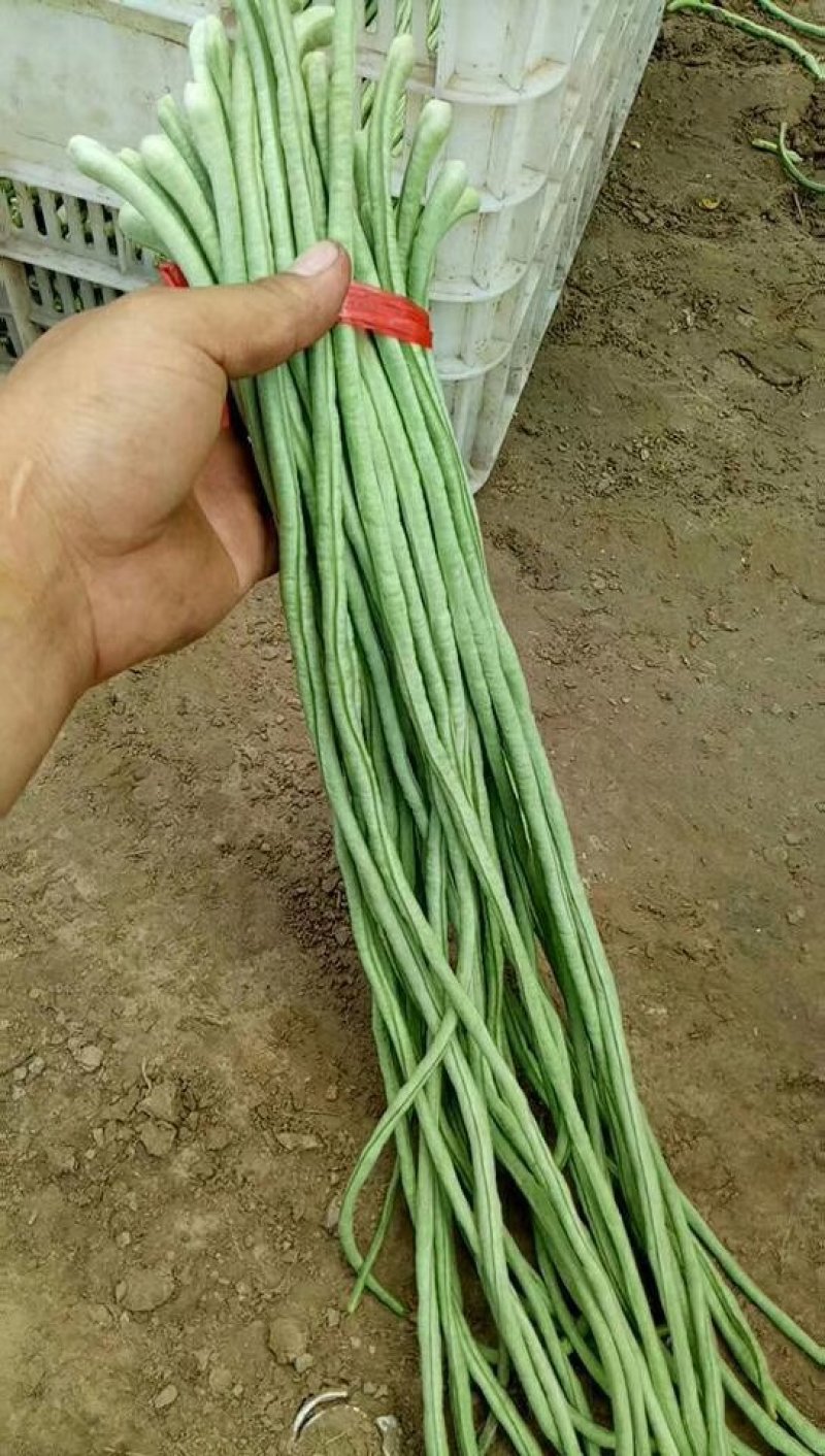 通货豆角青条，发市场超市盐质烘干保质保量长度50-70