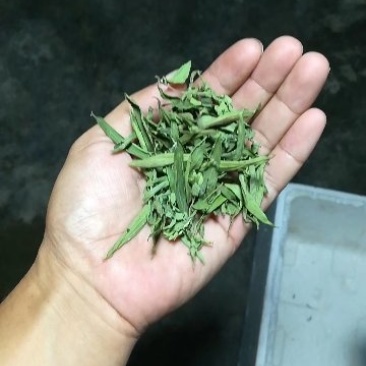 甜叶菊