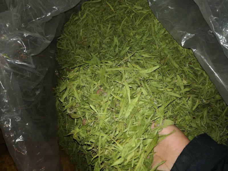 甜叶菊