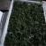甜叶菊