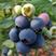 蓝莓树苗盆栽地栽带土阳台南方北方种植当年结果耐寒蓝莓果树