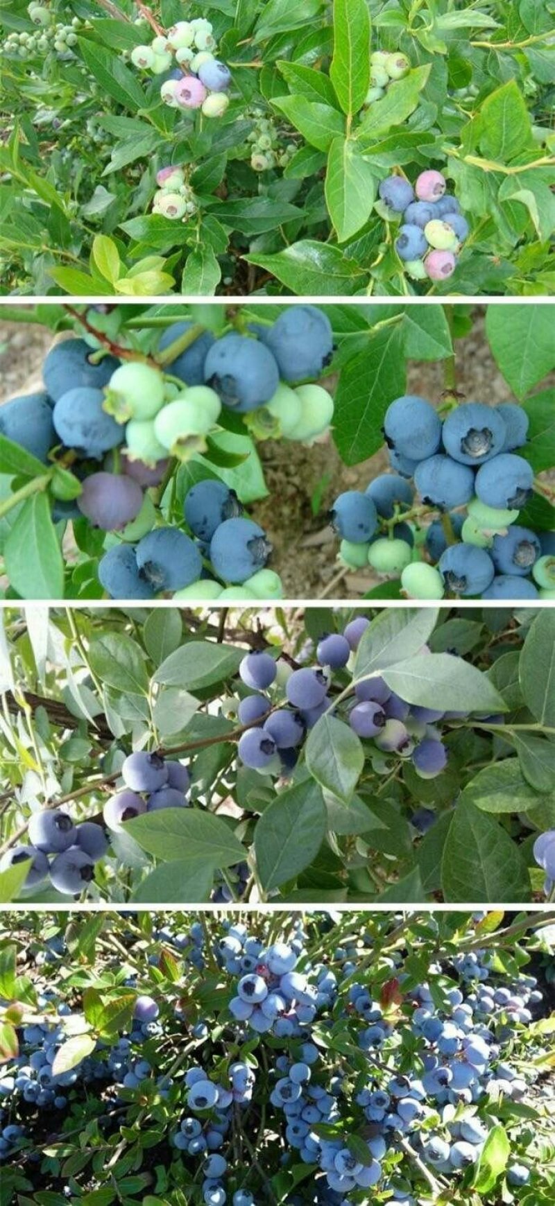 蓝莓树苗盆栽地栽带土阳台南方北方种植当年结果耐寒蓝莓果树