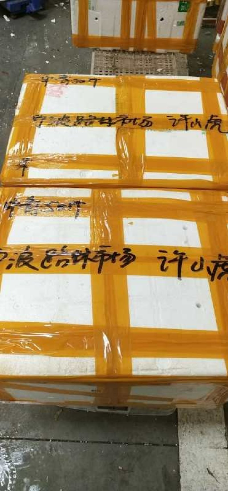 龙虾青龙虾塘口价大青大红小青潜江龙虾