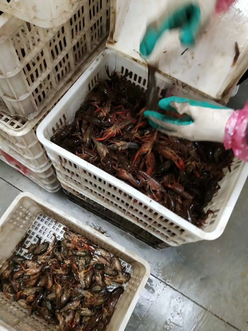 龙虾青龙虾塘口价大青大红小青潜江龙虾