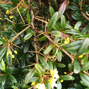 三颗针虎刺盆景城市苗木绿化批发青草药根部