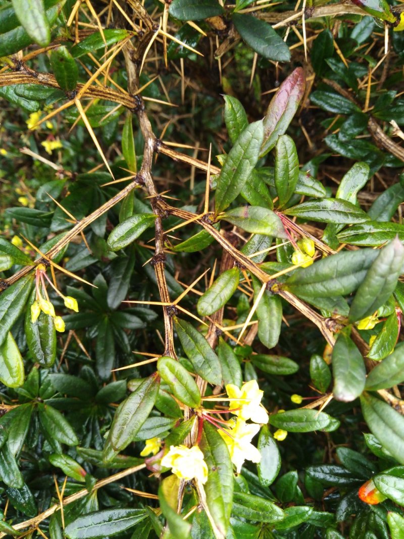 三颗针虎刺盆景城市苗木绿化批发青草药根部