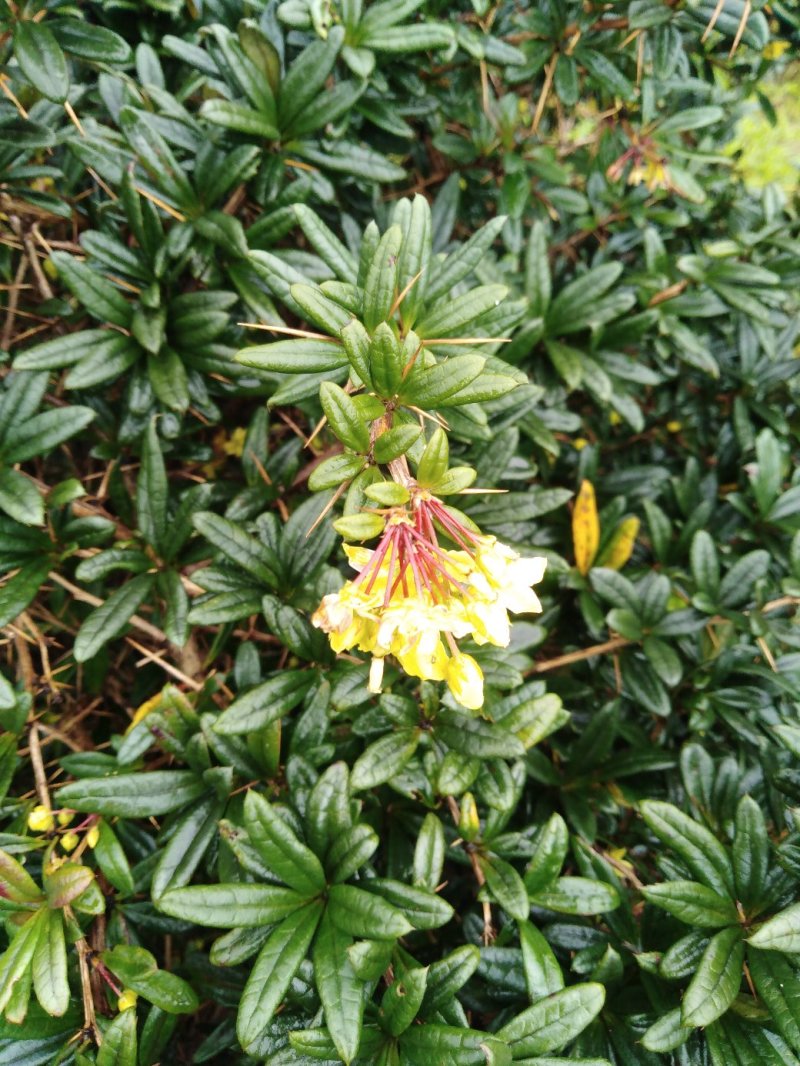 三颗针虎刺盆景城市苗木绿化批发青草药根部