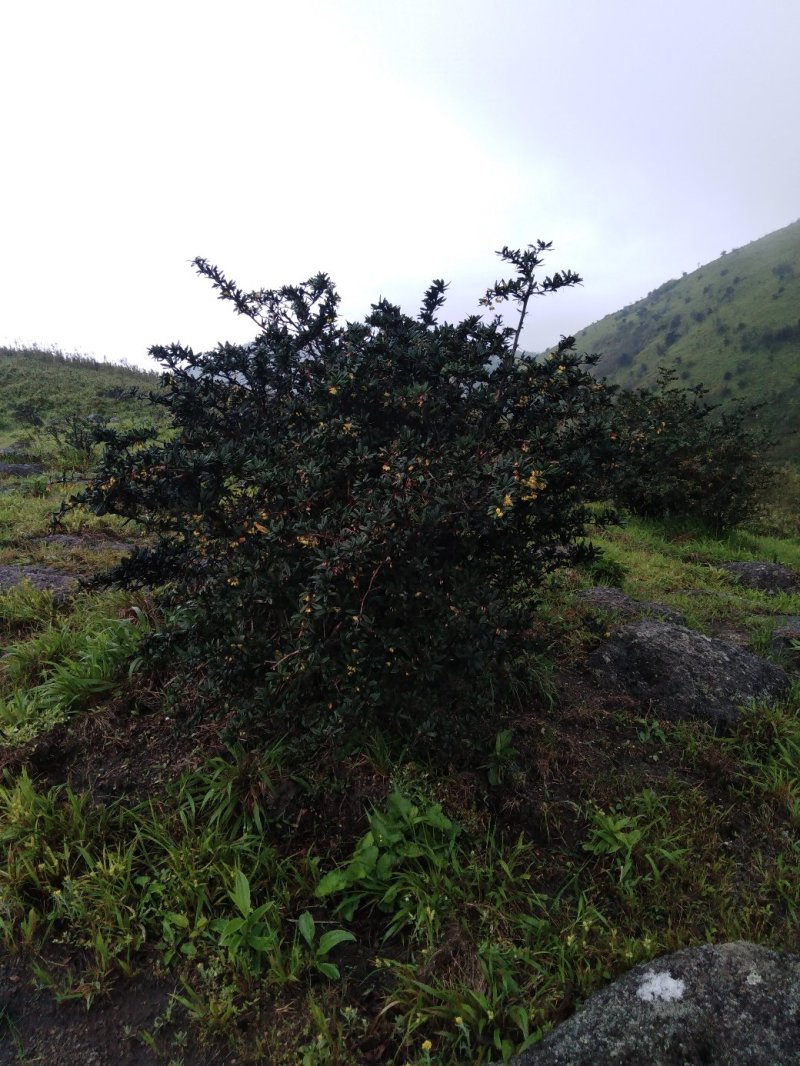 三颗针虎刺盆景城市苗木绿化批发青草药根部