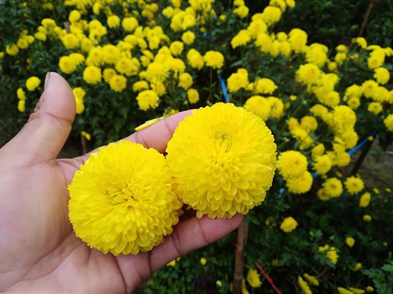 婺源皇菊，黄山产地直销，大量批发！