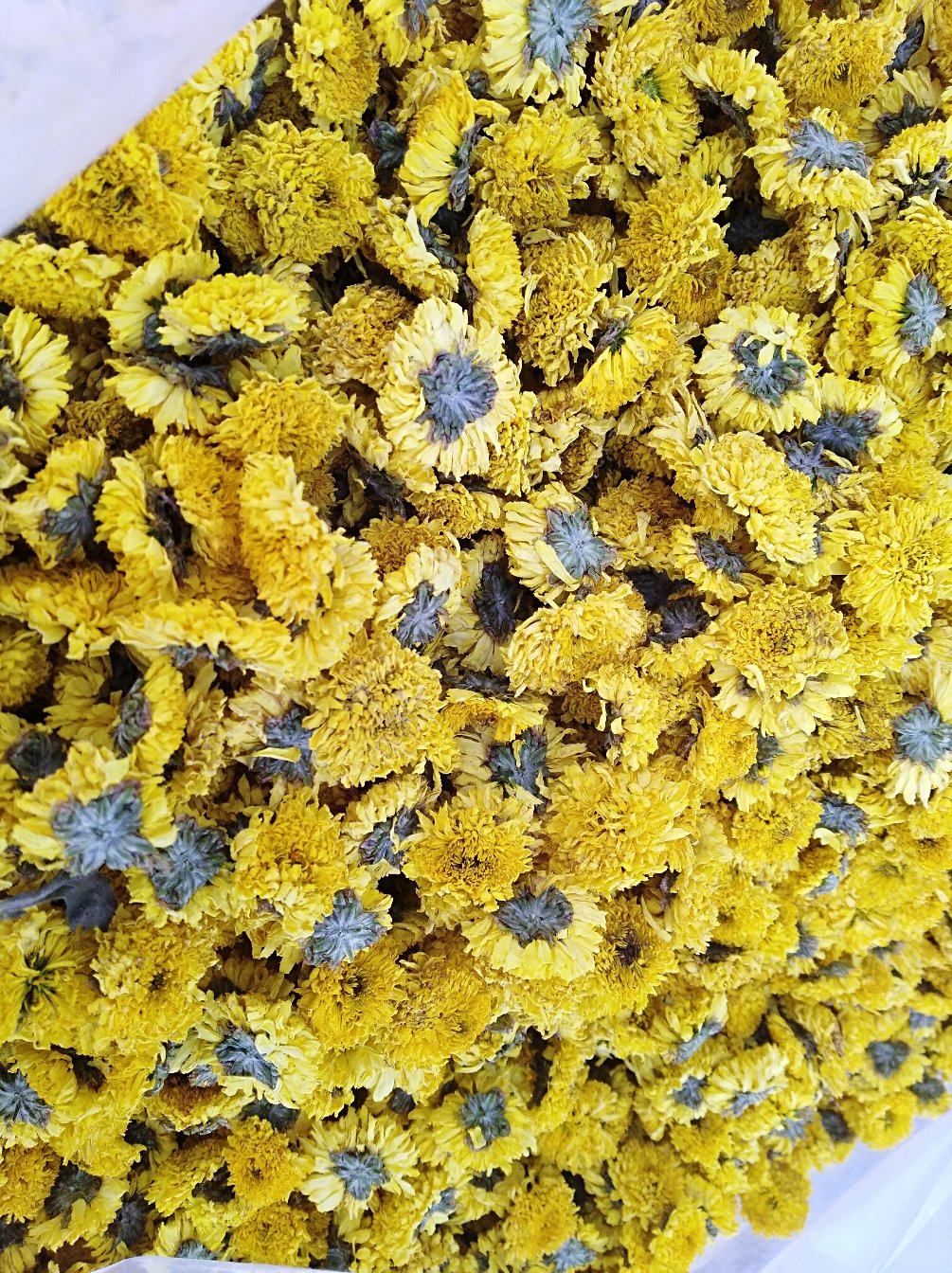 [药用菊花批发]金丝皇菊,黄山产地大量批发价格40.00