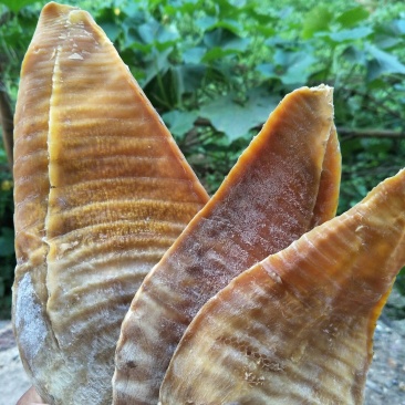 明笋干