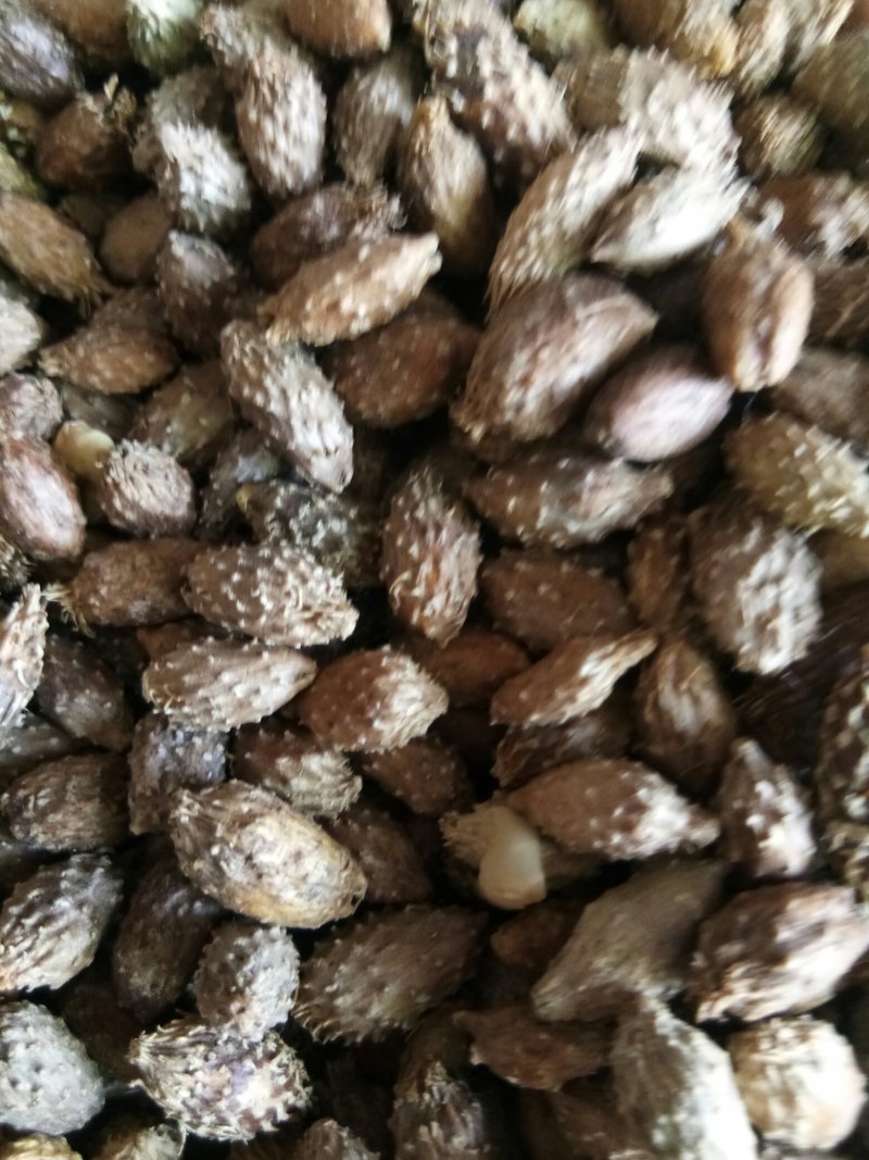 苍耳子内蒙颗粒饱满（生~炒）实物拍摄一公斤起