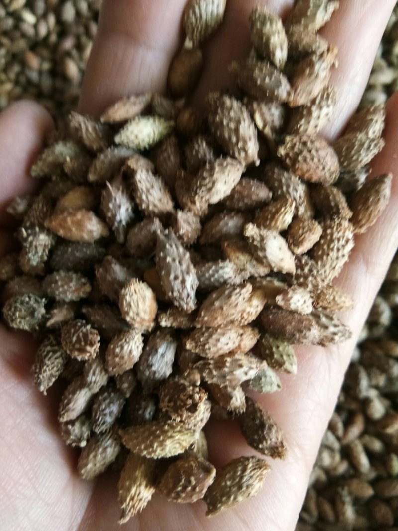 苍耳子内蒙颗粒饱满（生~炒）实物拍摄一公斤起