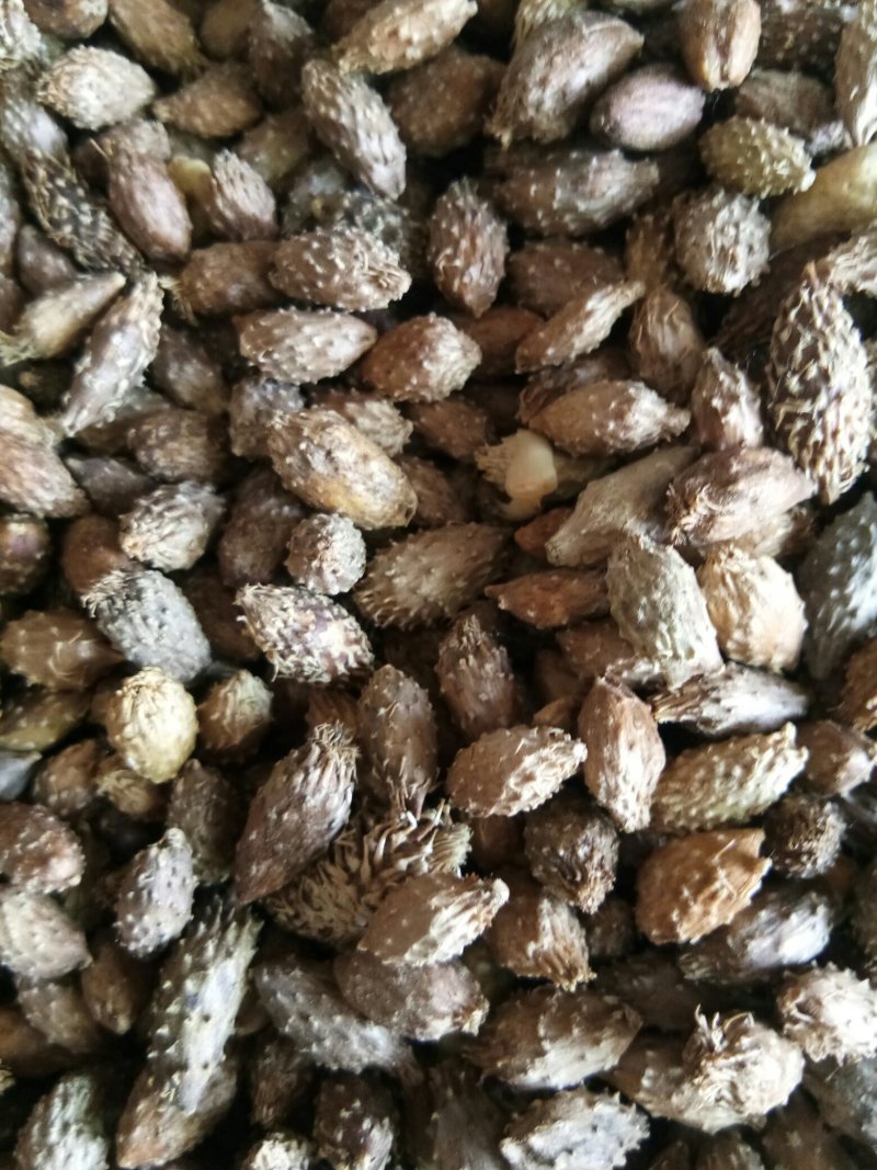 苍耳子内蒙颗粒饱满（生~炒）实物拍摄一公斤起