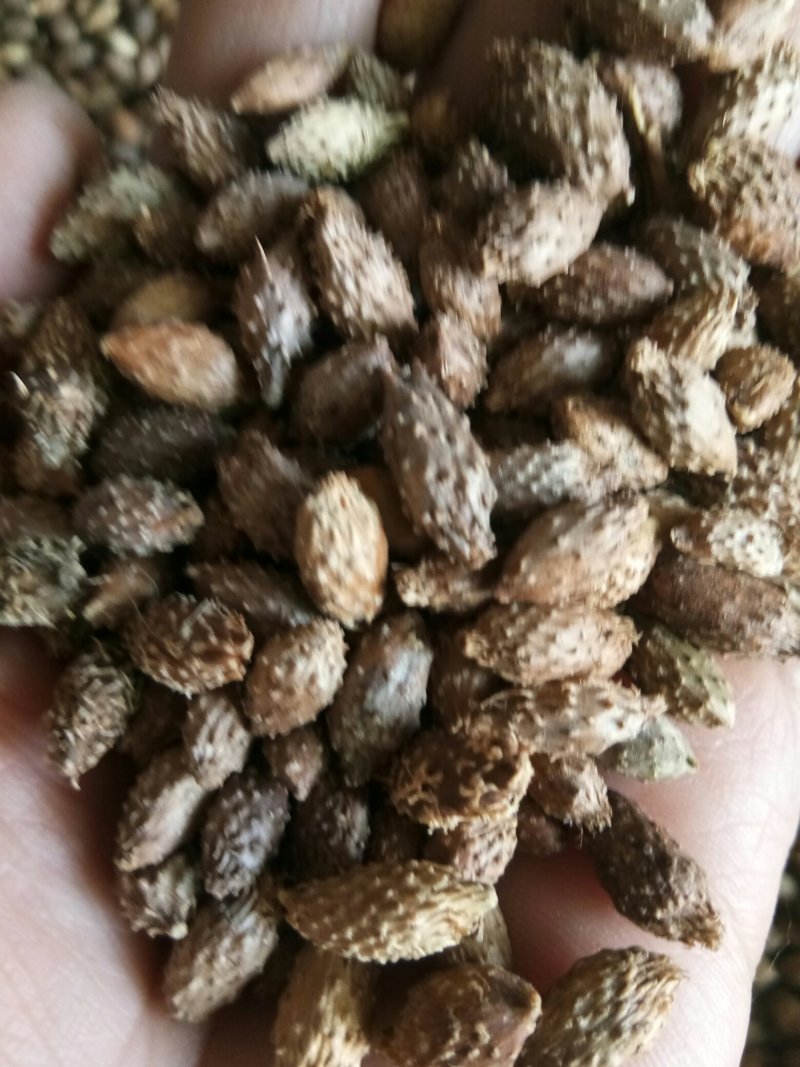 苍耳子内蒙颗粒饱满（生~炒）实物拍摄一公斤起