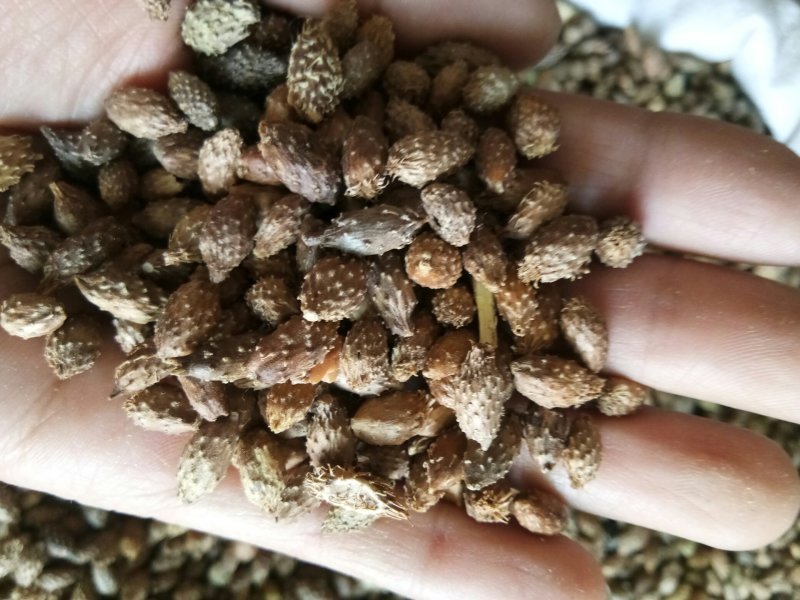 苍耳子内蒙颗粒饱满（生~炒）实物拍摄一公斤起