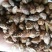 苍耳子内蒙颗粒饱满（生~炒）实物拍摄一公斤起