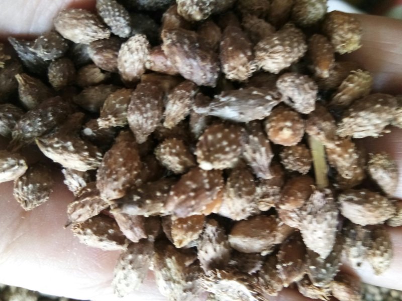 苍耳子内蒙颗粒饱满（生~炒）实物拍摄一公斤起