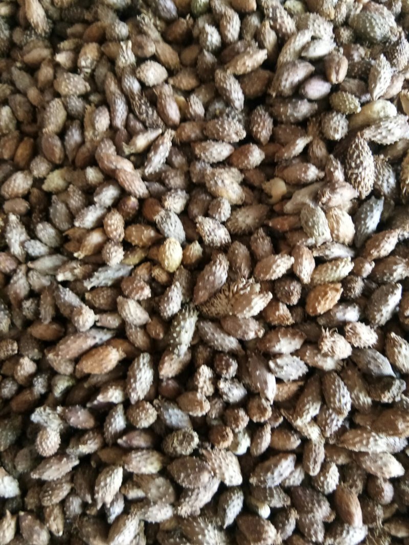 苍耳子内蒙颗粒饱满（生~炒）实物拍摄一公斤起