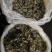 老鹰茶