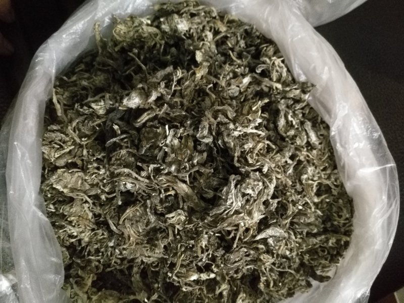 老鹰茶