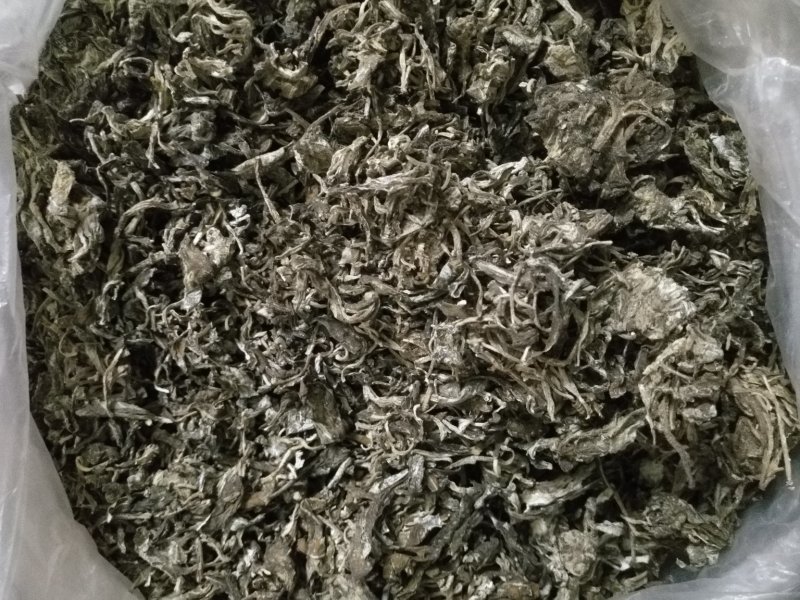 老鹰茶