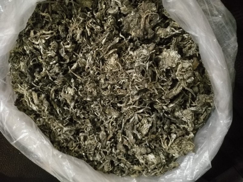 老鹰茶