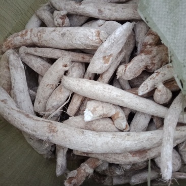一年生天花粉