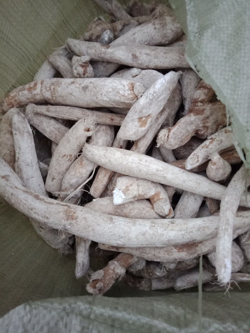 一年生天花粉