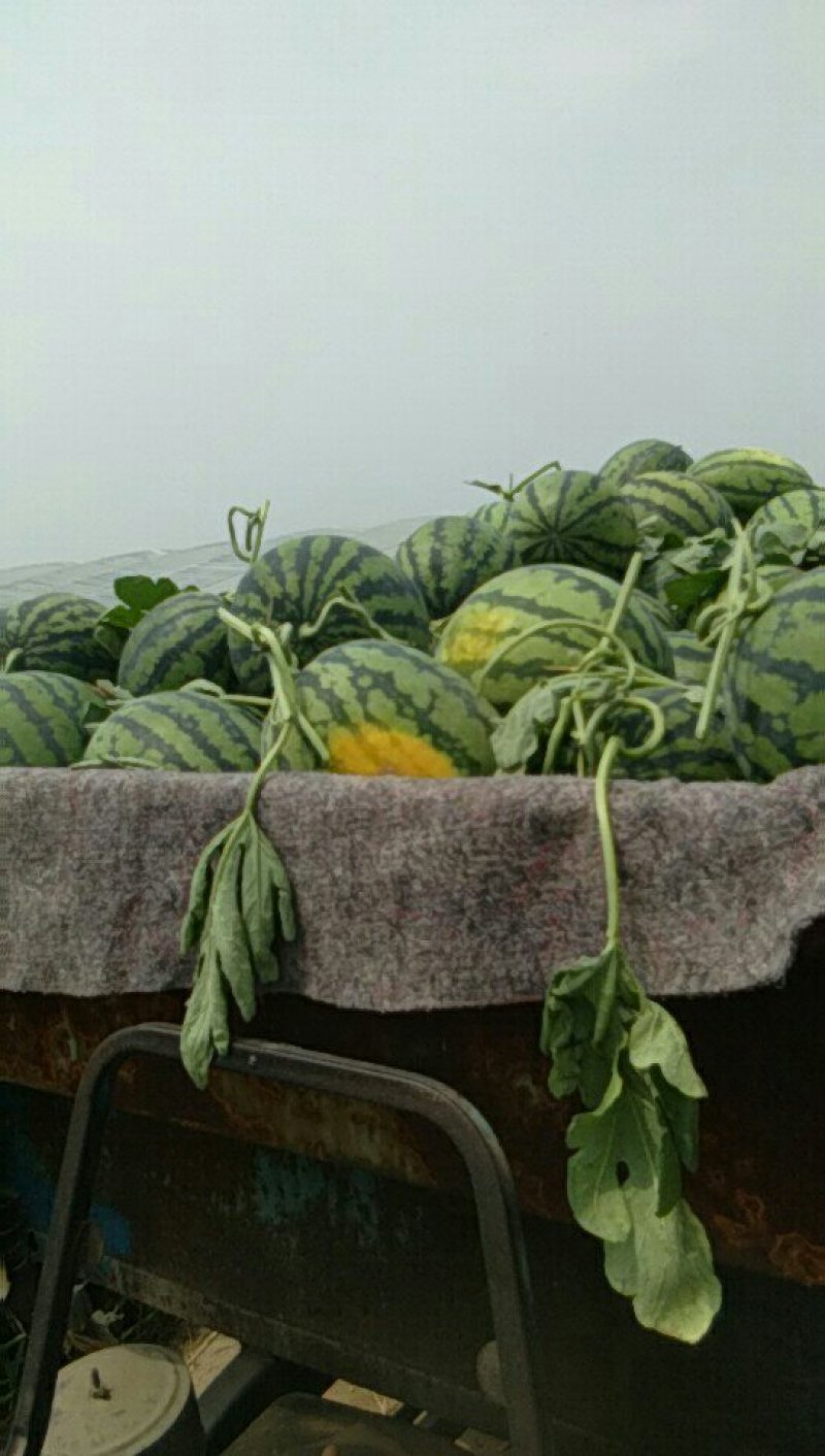 鲁青甜王西瓜现以大量上市，
