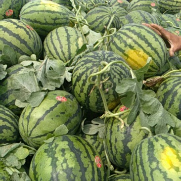 鲁青甜王西瓜现以大量上市，