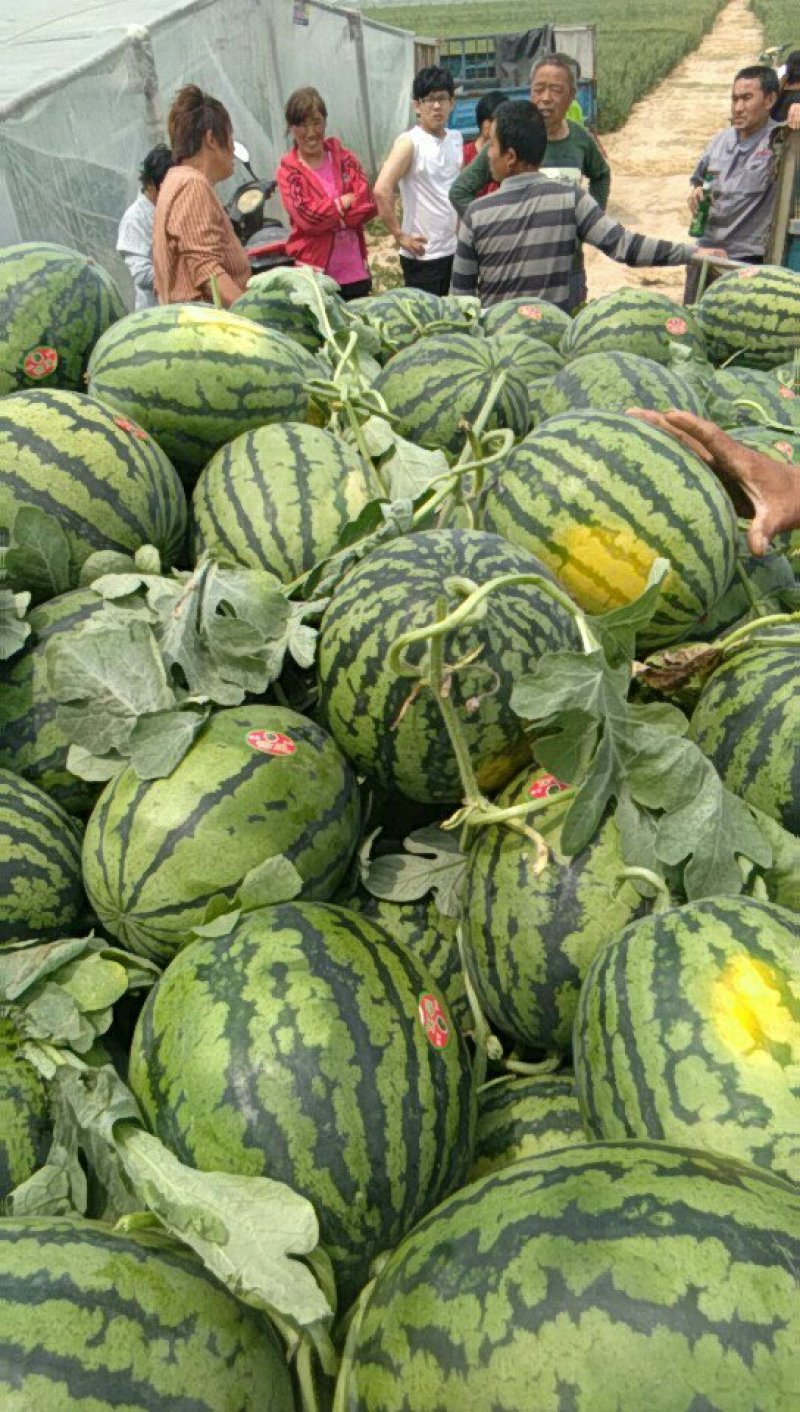 鲁青甜王西瓜现以大量上市，