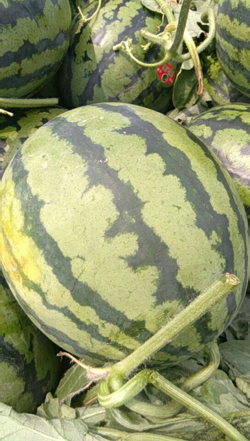 鲁青甜王西瓜现以大量上市，