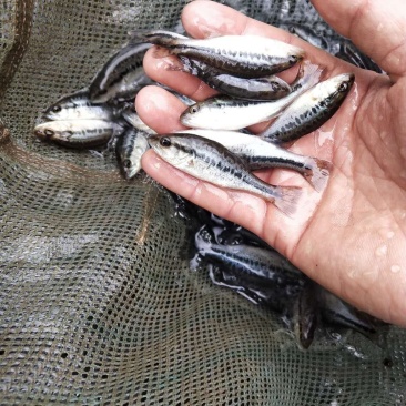 大口黑鲈台鲈优鲈加州鲈鱼苗批发量大从优