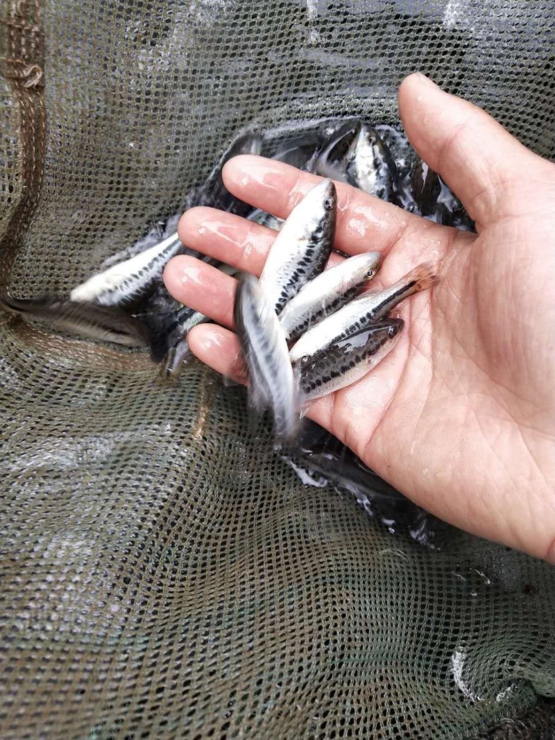 大口黑鲈台鲈优鲈加州鲈鱼苗批发量大从优