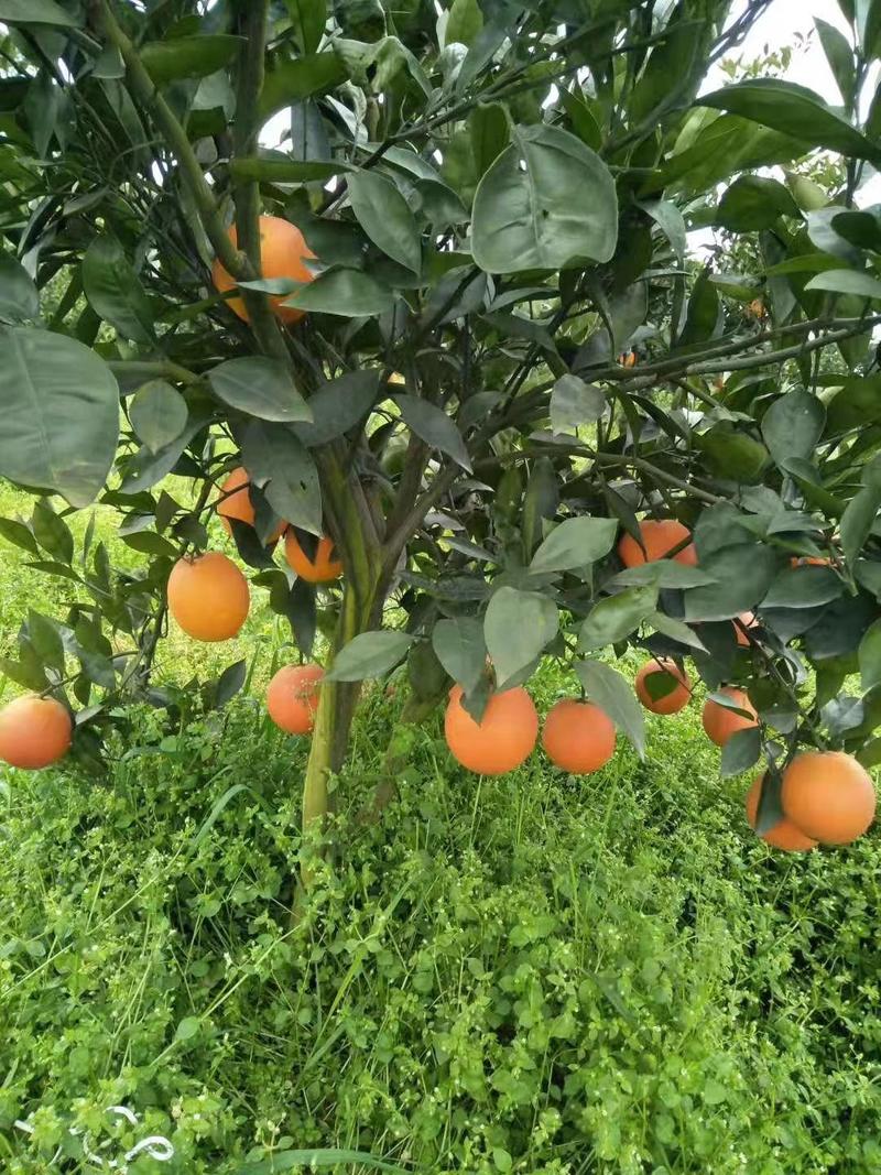 橙子苗塔罗科血橙苗早熟晚熟基地现货品质保证