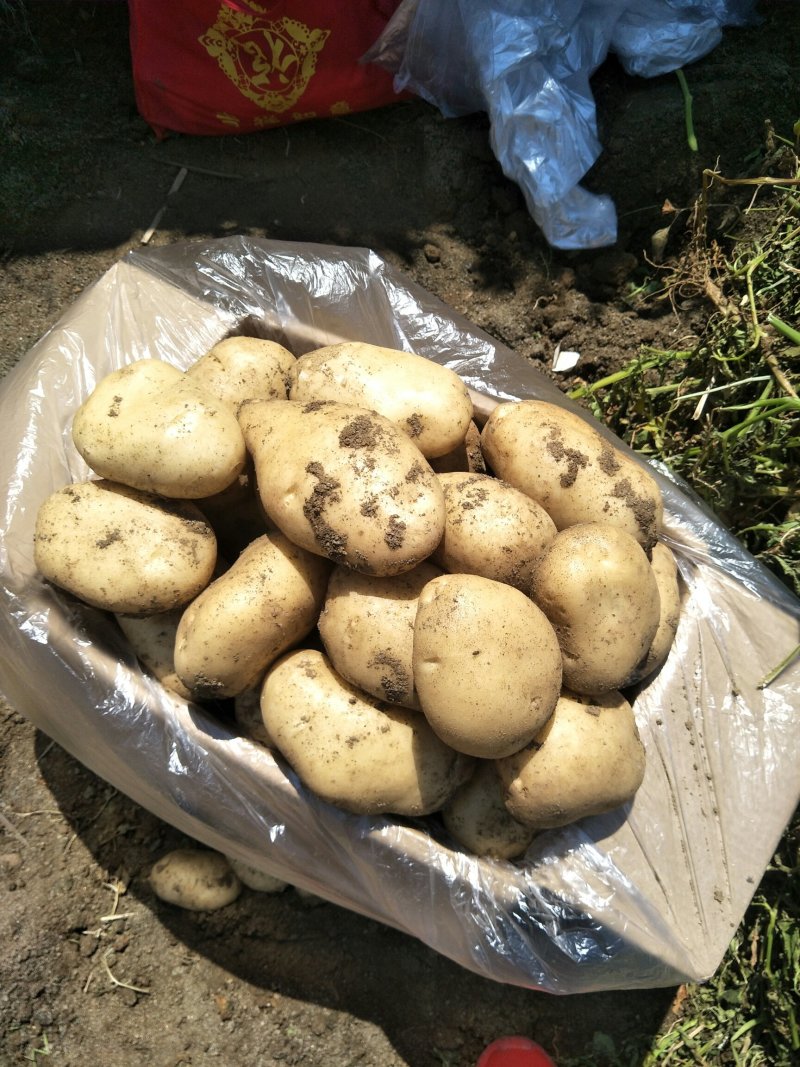 精品土豆需要的联系丽暑6号精品诚心诚意代收代办
