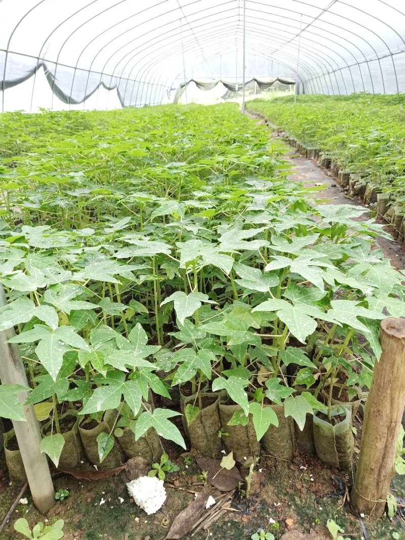 自家培育，大量出售，批发，各品种木瓜苗。