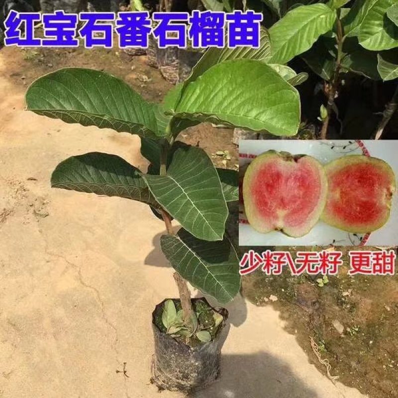 各种番石榴苗