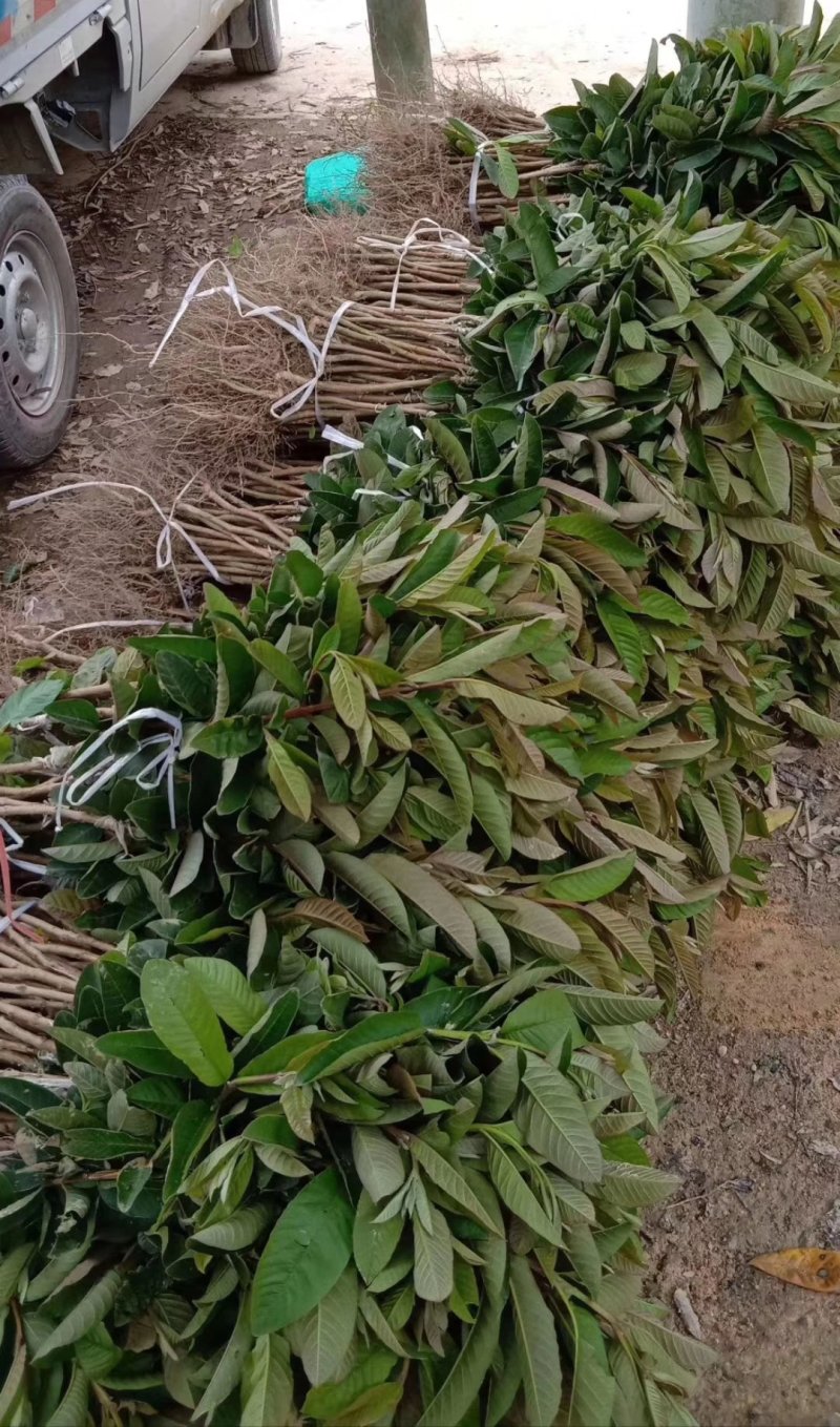 各种番石榴苗